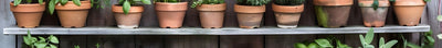 Aromatische planten voor het terras
