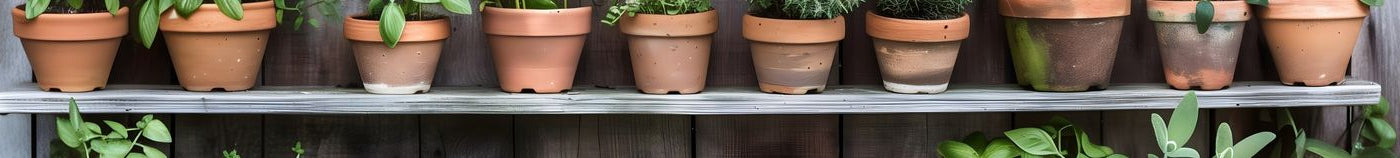 Aromatische planten voor op het terras