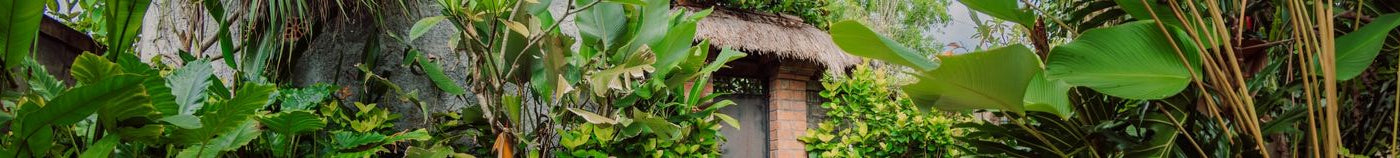 Jungleterras