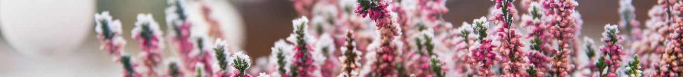 Bloeiend balkon in de winter