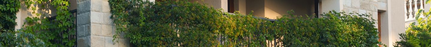 Balkon: zichtbeschermende planten