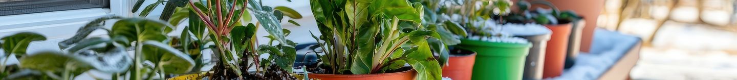 Balkon — sterke planten