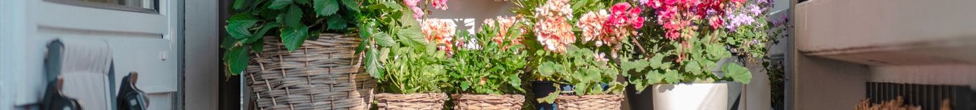 Potplanten voor je Balkon
