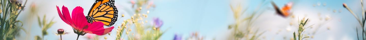 Planten voor bijen op het balkon