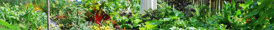 Zomermoestuin