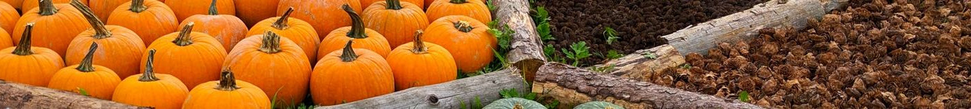 Moestuin in de herfst