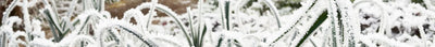 Wintermoestuin