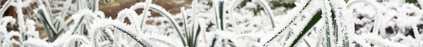 Moestuin in de winter