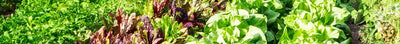 Biologische Moestuin