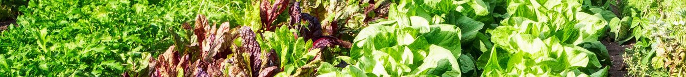 Biologische Moestuin