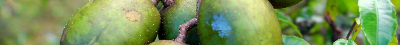 Exotische planten voor je moestuin