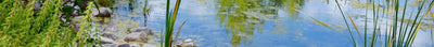 Natuurlijke vijver
