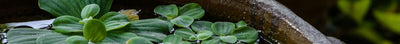 Planten voor vijver in pot