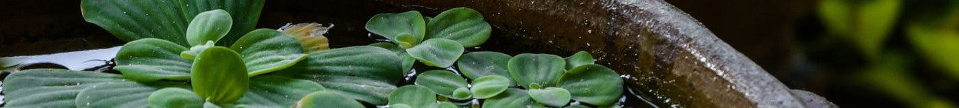 Planten voor vijver in pot
