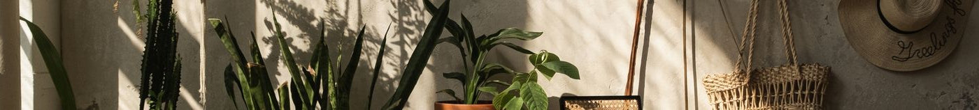 Planten voor de woonkamer