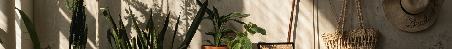 Planten voor de woonkamer