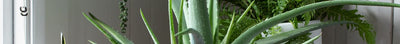 Onderhoudsvrije kamerplanten