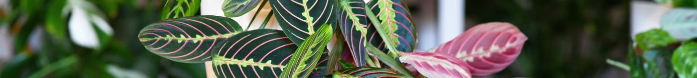 Kamerplanten met kleurrijk blad