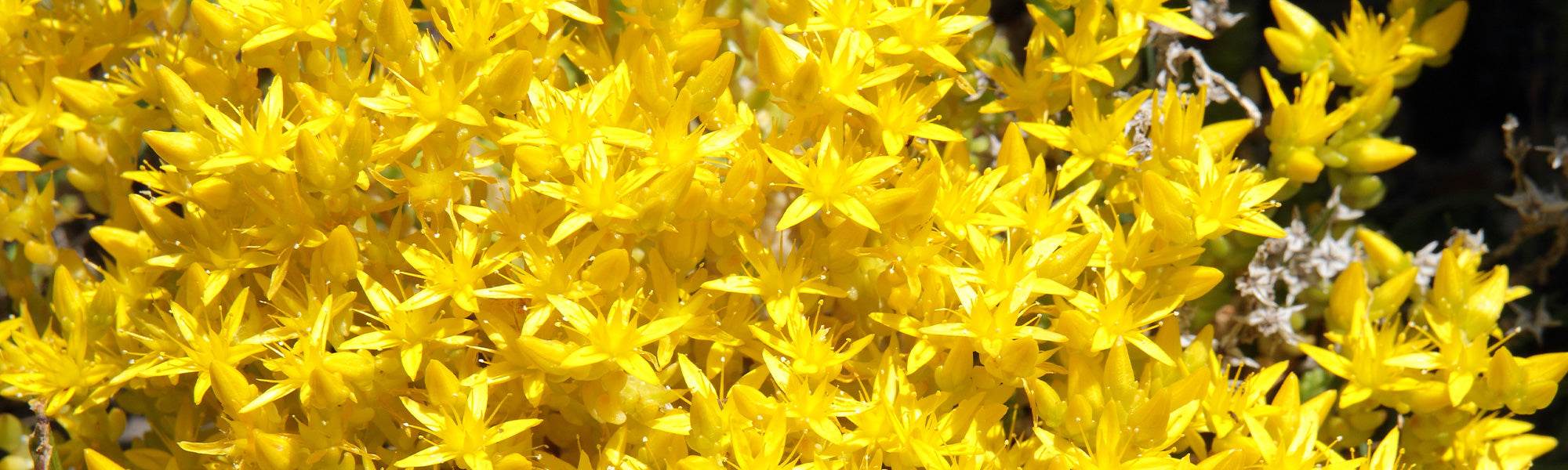 Sedums