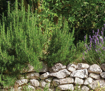 Planten voor paden en borders