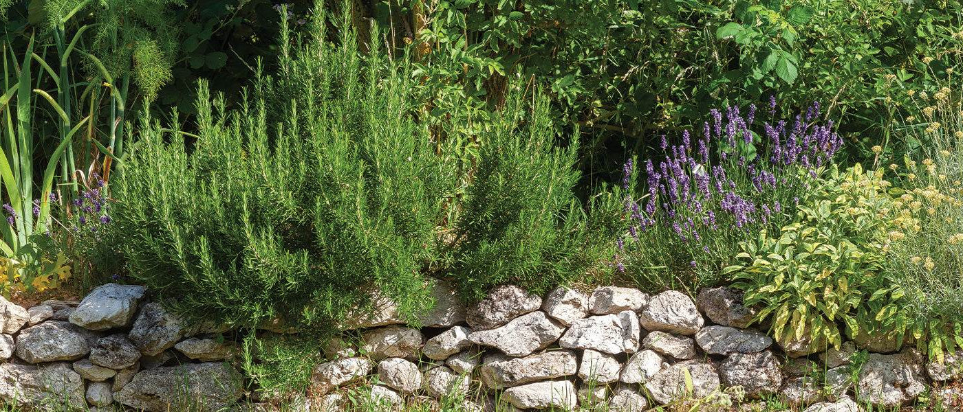 Prachtige Planten voor Paden en Perken