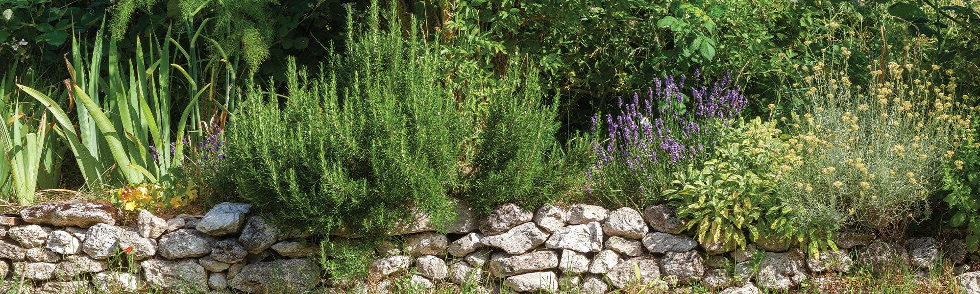 Prachtige Planten voor Paden en Perken