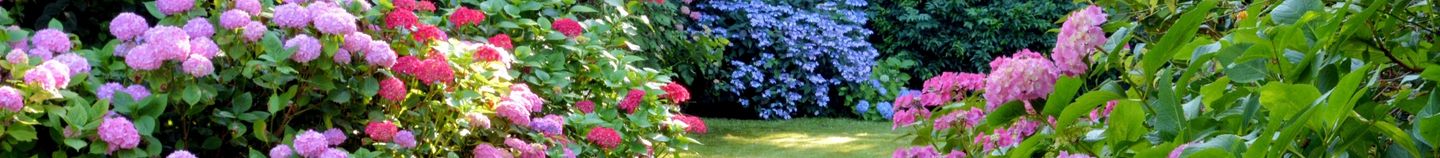 Planten voor een gematigde tuin