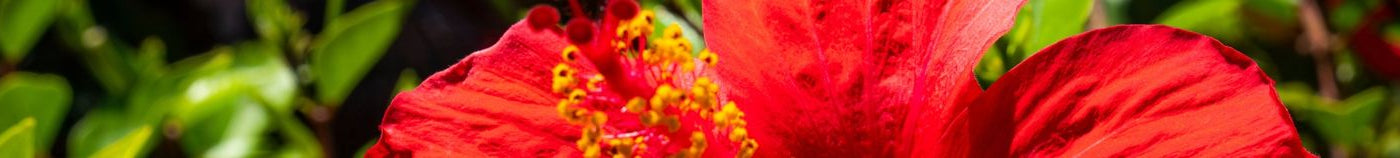 Planten voor vochtige grond