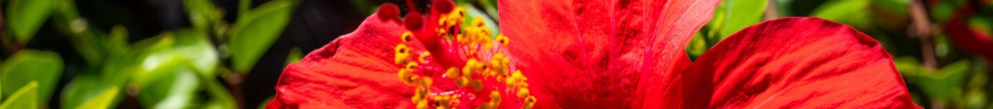 Planten voor vochtige grond