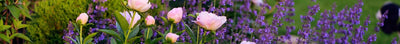 Planten voor kleigrond