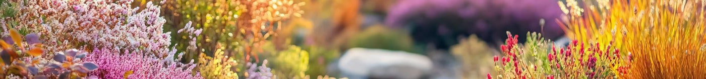 Planten voor heidegrond