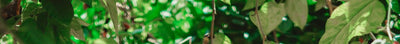 Planten voor een fruittuin