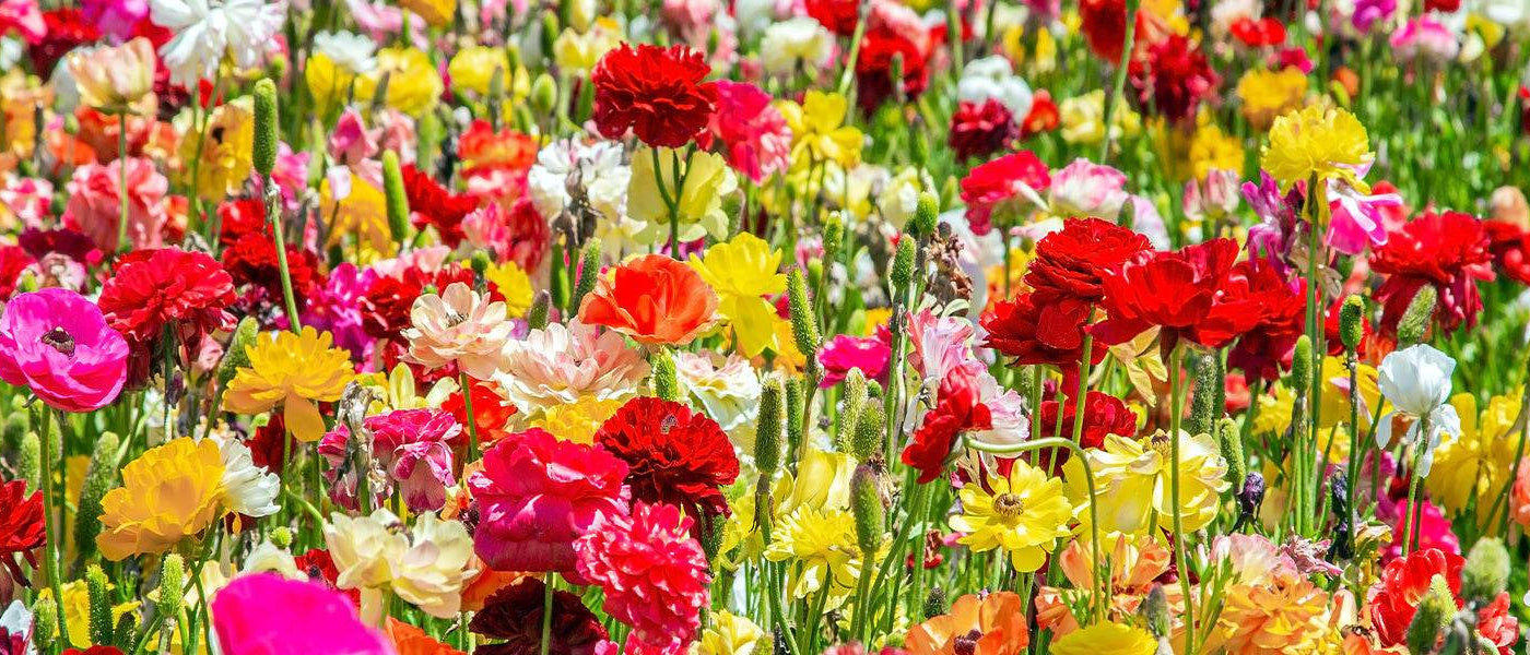 Boterbloem