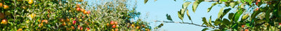 Fruitbomen voor boomgaard