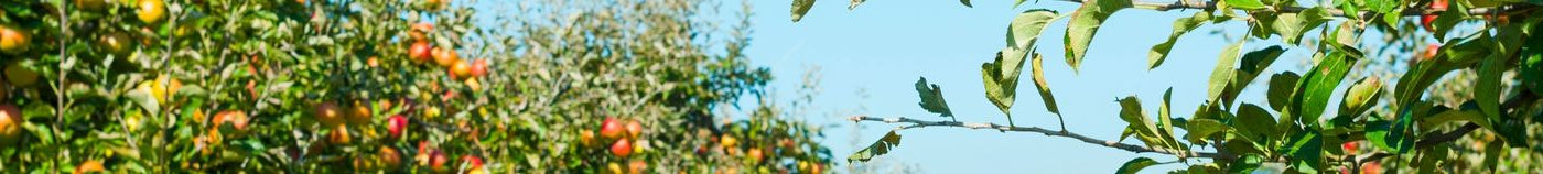 Fruitbomen voor jouw boomgaard
