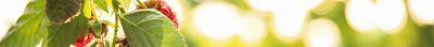 Fruithaag