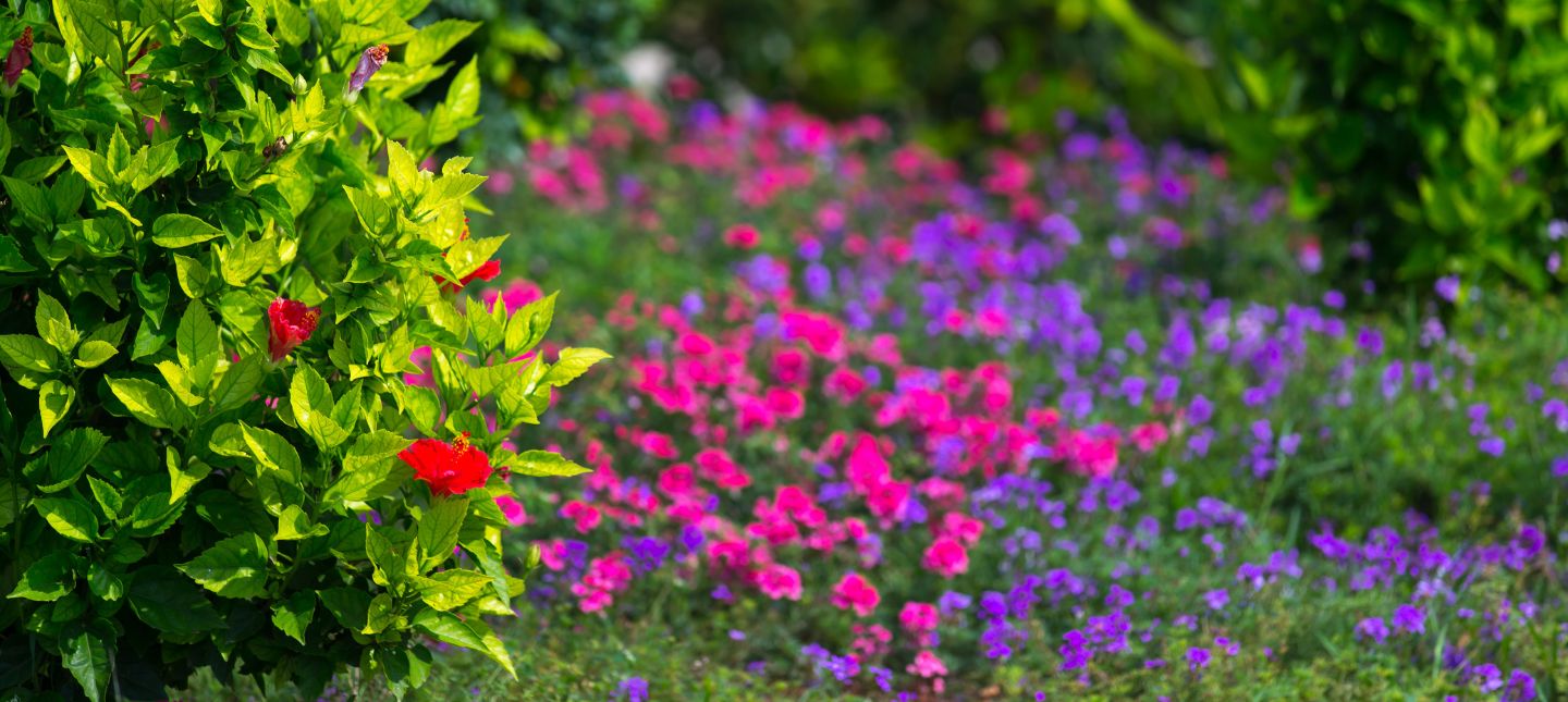 Kleurrijke Tuinpracht