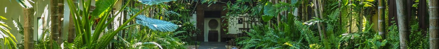 Exotische Jungle Tuin