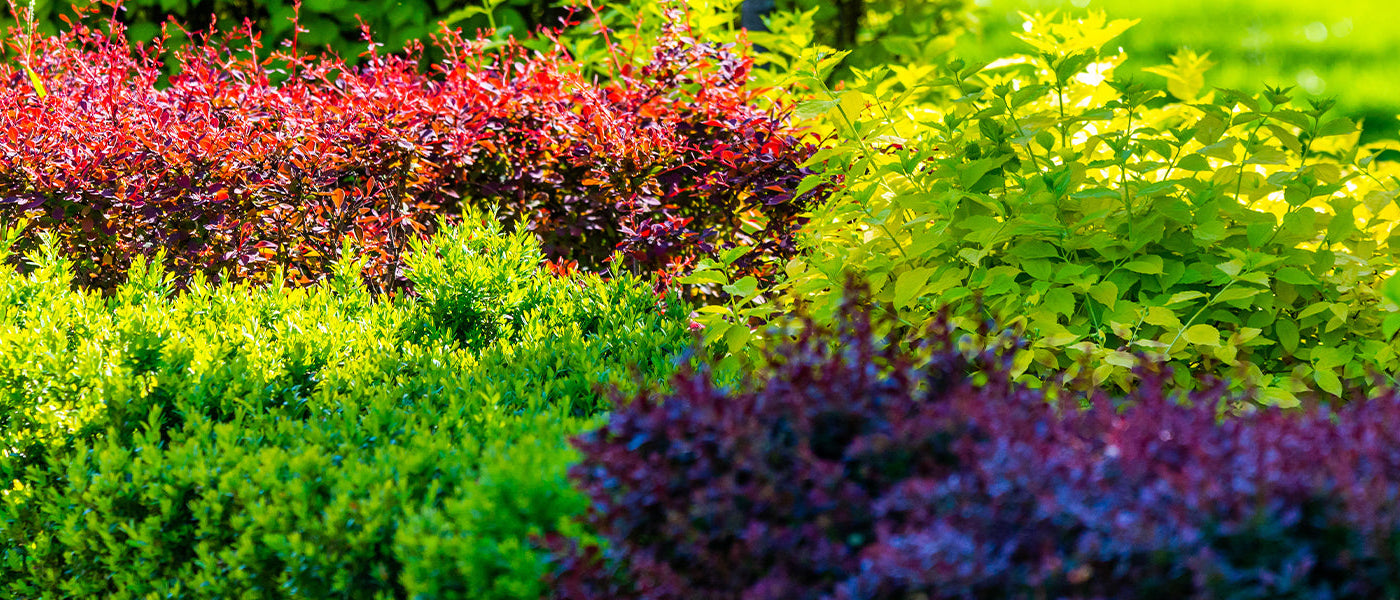 Planten voor haag