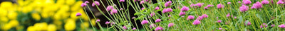 Zomerse bloementuin