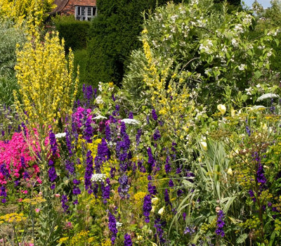 Onderhoudsvrije tuin