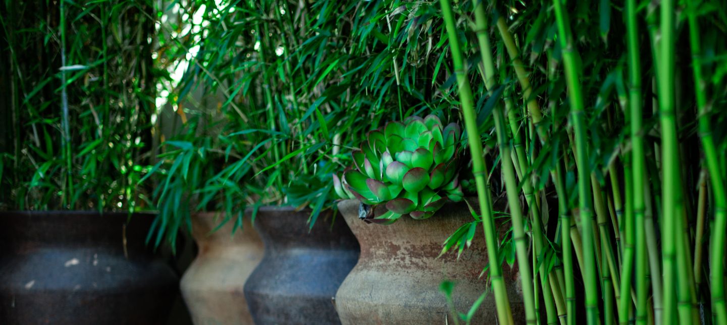 Snelgroeiende plant