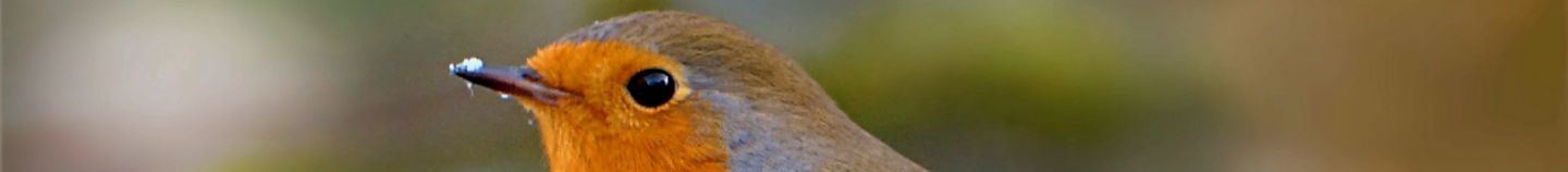 Planten om vogels aan te trekken