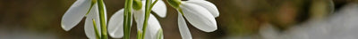 Winterbloementuin