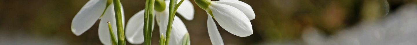 Tuin in bloei in de winter