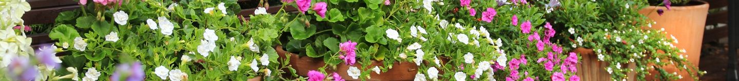 Bloeiend terras het hele jaar door