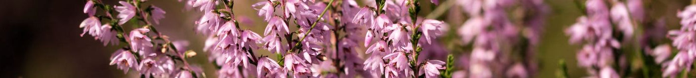 Terras in bloei in de winter