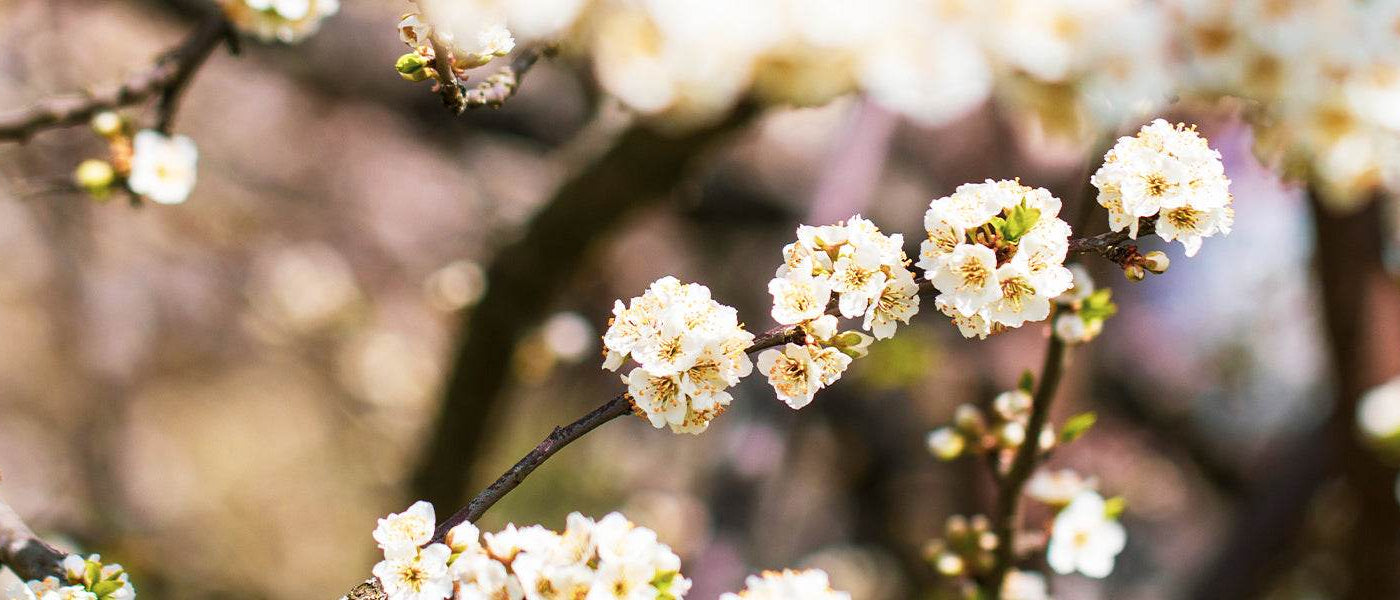 Spirea's