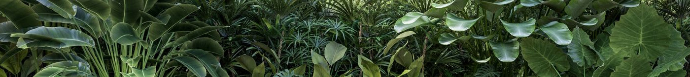 Terras: geluidswerende planten