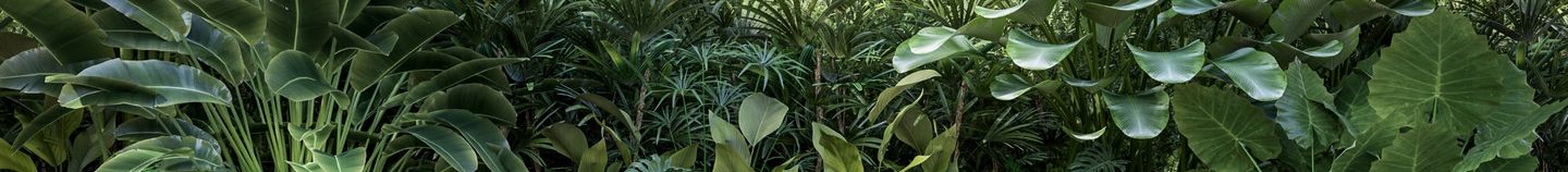 Terras: geluidswerende planten